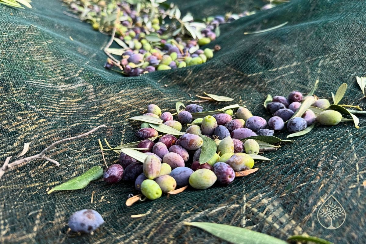 ŘECKÝ OLIVOVÝ OLEJ Z KRÉTY - Byli jsme u sklizně a viděli jsme, jak vzniká ten nejlepší olivový olej