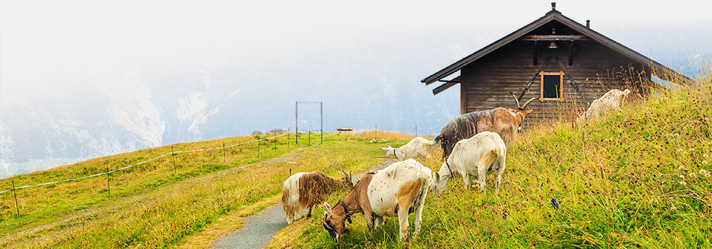 Kozy na pastvě – zdroj kozího proteinu