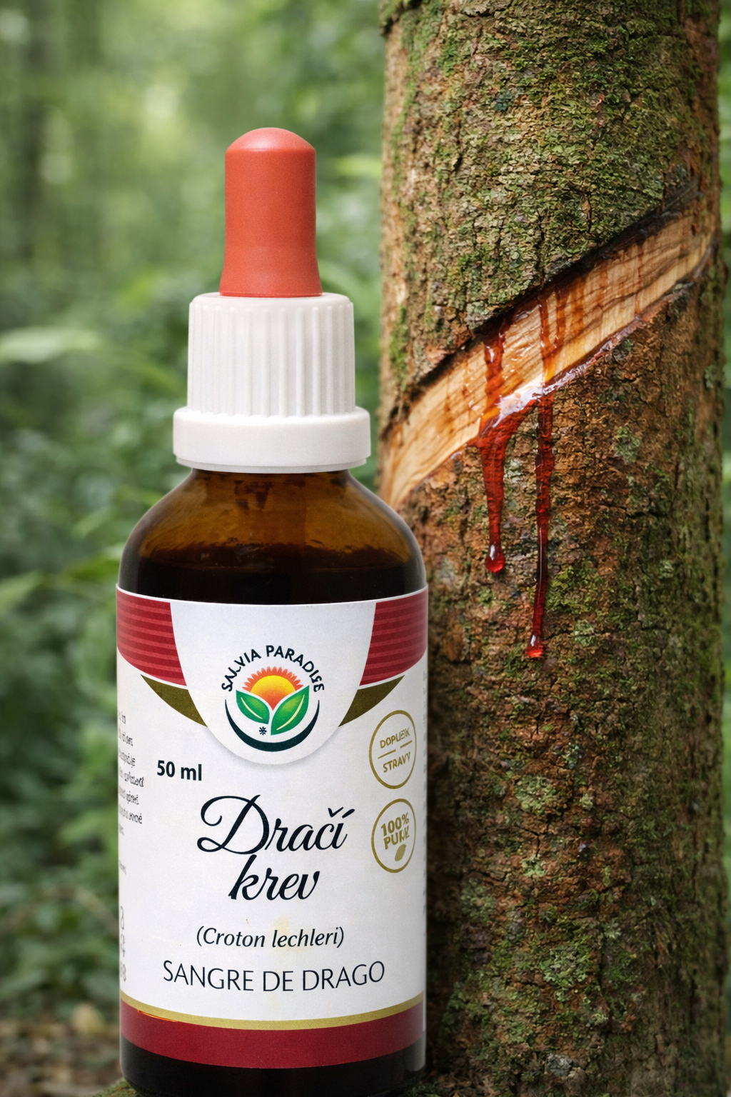 Naříznutá kůra stromu Croton lechleri s kapkou latexu