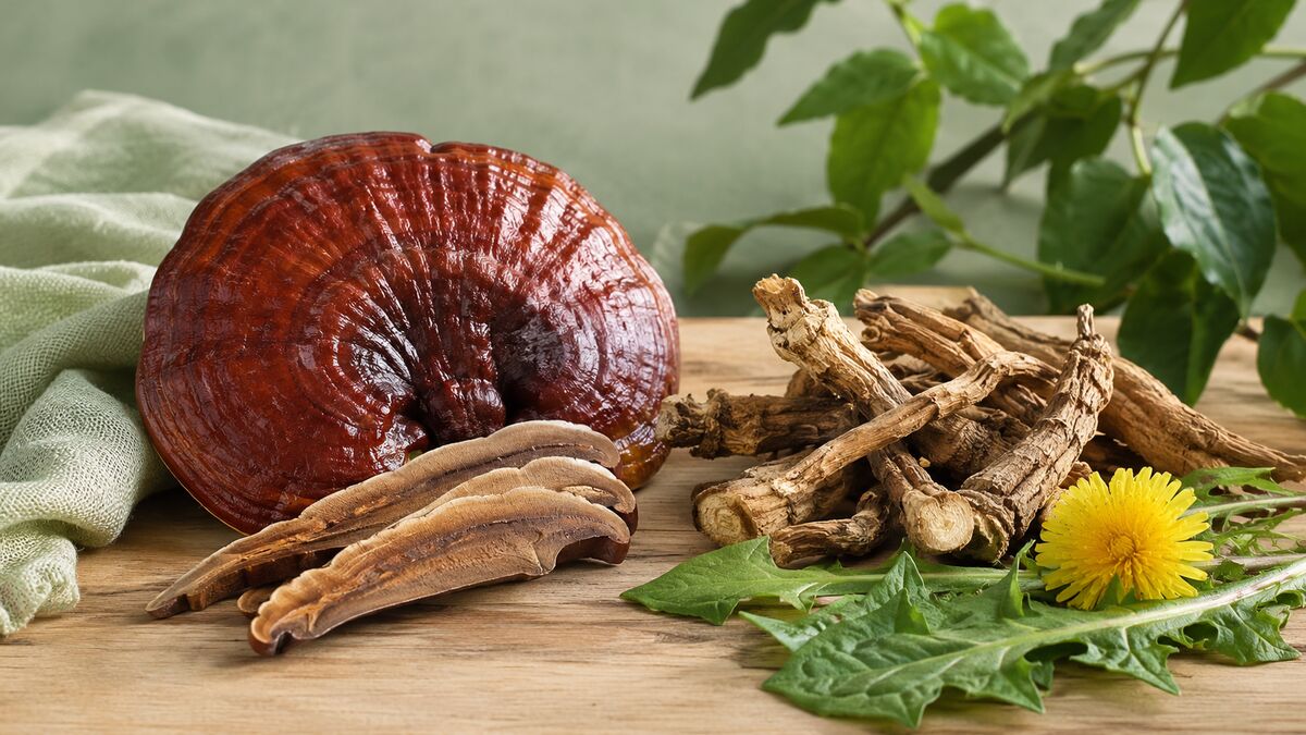 Lesklokorka lesklá Reishi a kořen pampelišky pro bylinné extrakty