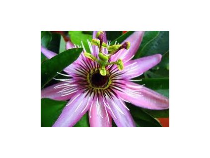 1158 mucenka pletni passiflora nat 100 g salvia paradise