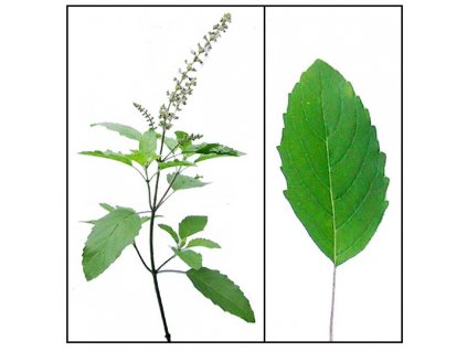 813 tulsi bazalka posvatna nat 1000 g