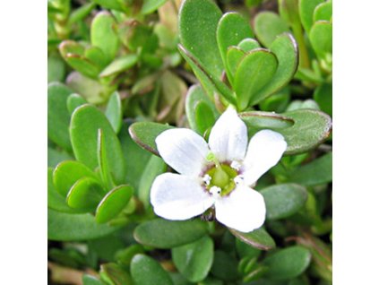 996 bacopa monnieri brahmi nat 1kg