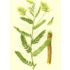 1002 1 salvia paradise kozinec blanity koren mlety 100g