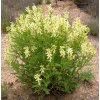 1002 2 salvia paradise kozinec blanity koren mlety 100g