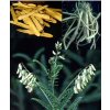 1002 3 salvia paradise kozinec blanity koren mlety 100g