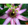 1158 mucenka pletni passiflora nat 100 g salvia paradise