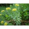 1335 rozchodnice ruzova rhodiola koren 1000 g