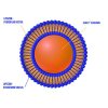 4627 2 liposomal cureit curcumin 250ml