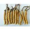 411 1 housenice cinska cordyceps sinensis teatao