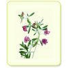 663 1 alfalfa mlada zelena vojteska 100 g salvia paradise