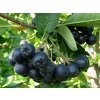 759 2 aronie cerny jerab bio plod 1kg