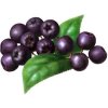 759 4 aronie cerny jerab bio plod 1kg