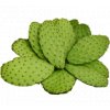 762 nopal 100 prasek 1kg