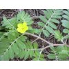 774 1 kotvicnik tribulus nat 1kg bulharsky