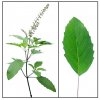 813 tulsi bazalka posvatna nat 1000 g