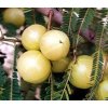 894 amlahills amalaki 60ks vegekapsli herbal hills