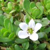 BACOPA monnieri (Brahmi) nať 1kg