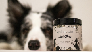 Jak uklidnit psa ve stresových situacích? Praktické tipy a řešení