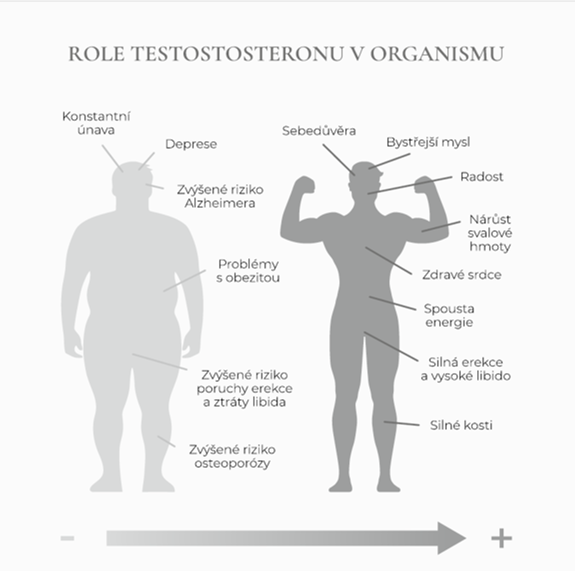 Znovu objevte mužskou sílu: Klíč k vitalitě, energii a celkové pohodě.