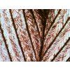 levenhuk n80 ng dop07 Bird feathers