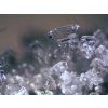 74313 bresser erudit icd 20x 40x stereo microscope 11