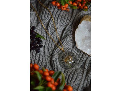 Odkvetlá pampeliška