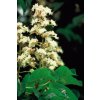 WHITE CHESTNUT - Pagaštan konský biely