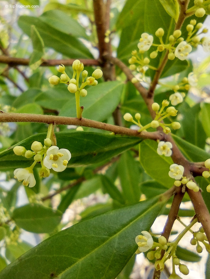 Kofein není vždy stejný. Rozdíly v kofeinu - káva, guarana, yerba maté.