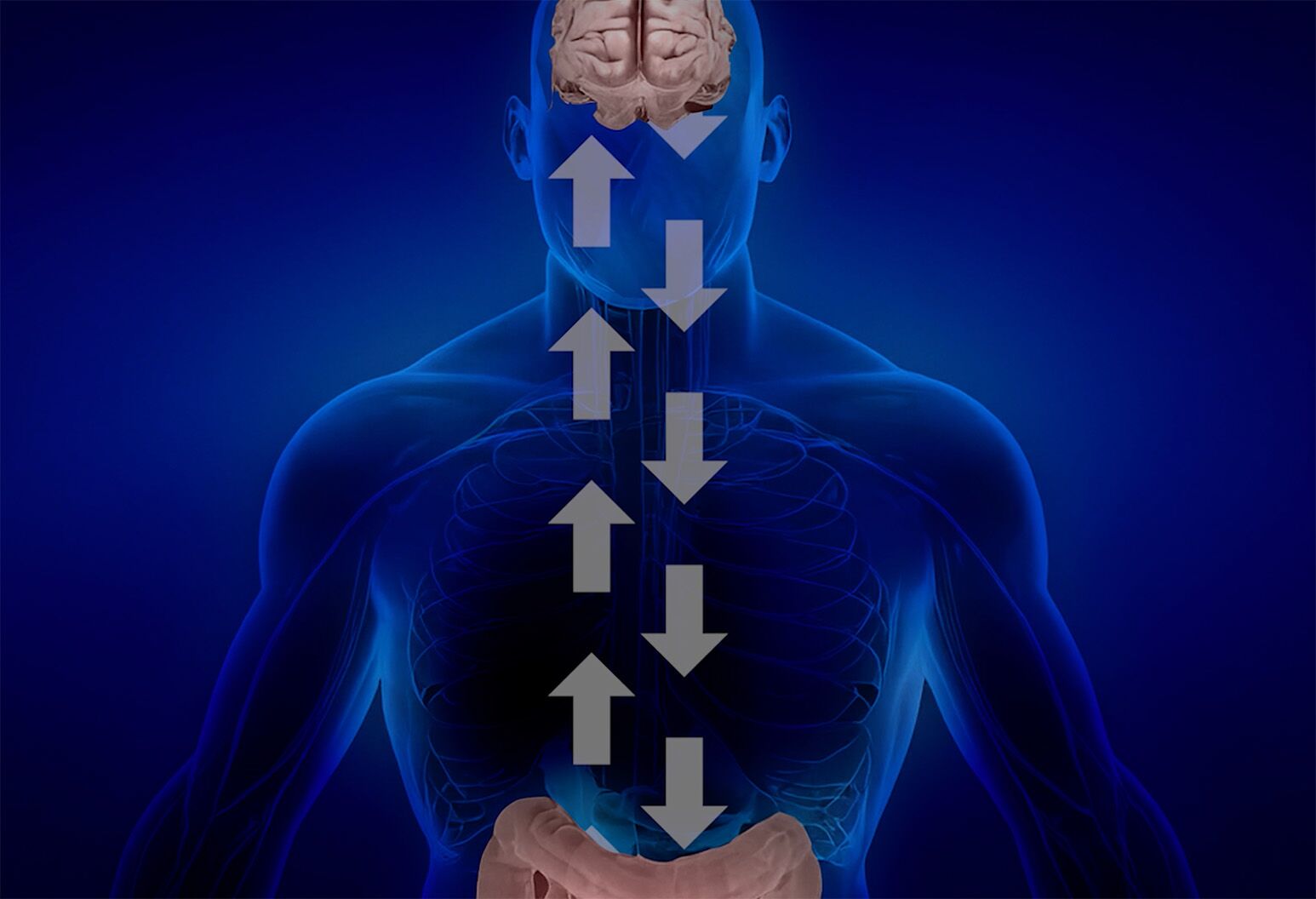 Energie začíná v břiše (gut-brain axis)