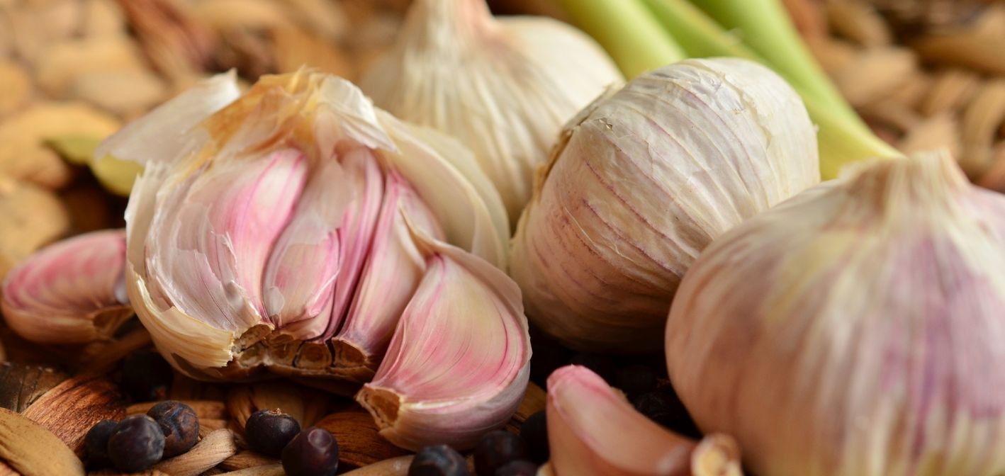 Cesnak - morenie sadbového materiálu