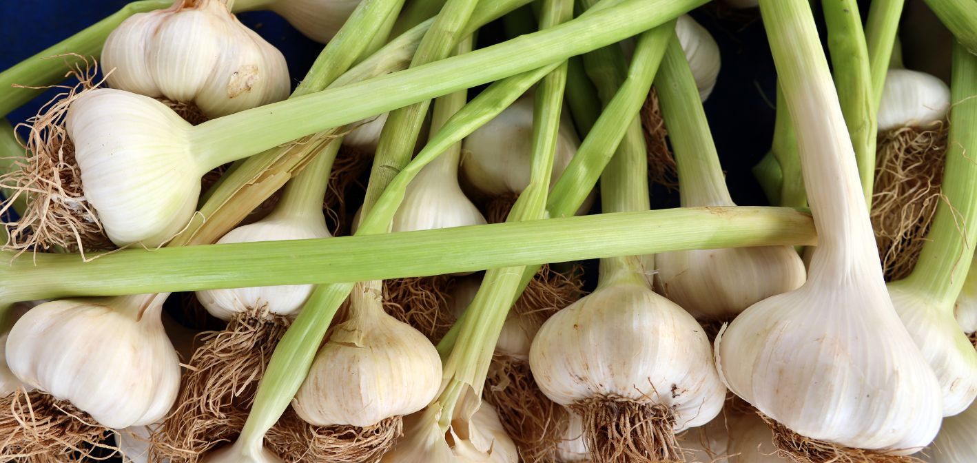 Cesnak – základné zásady pestovania