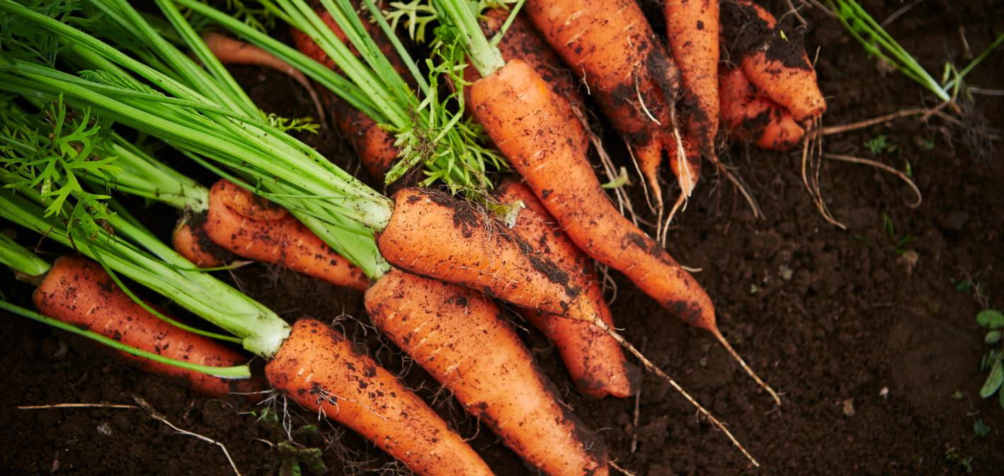 Prečo rovnaká mrkva neprináša rovnaký úžitok? Tajomstvo zdravej úrody sa skrýva v pôde