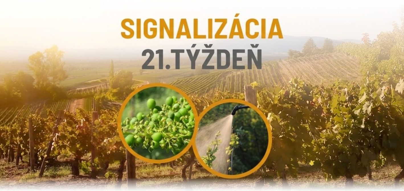 Signalizácia vinič – 21. týždeň