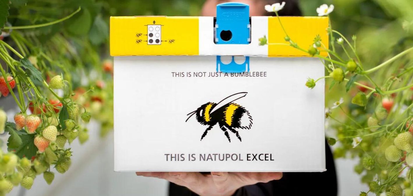 🌿 Máte malú záhradu a málo hmyzu? Ako zabezpečiť opelenie v prímestských a mestských záhradách