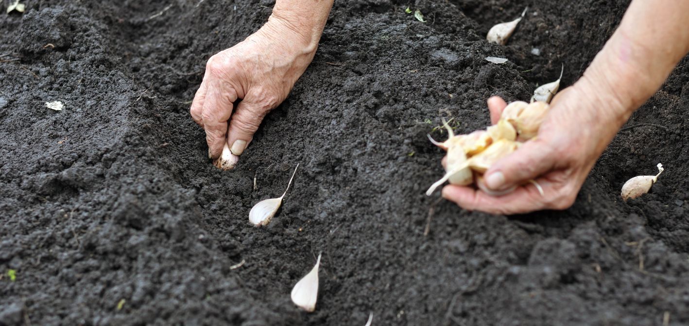 Jesenná výsadba cesnaku