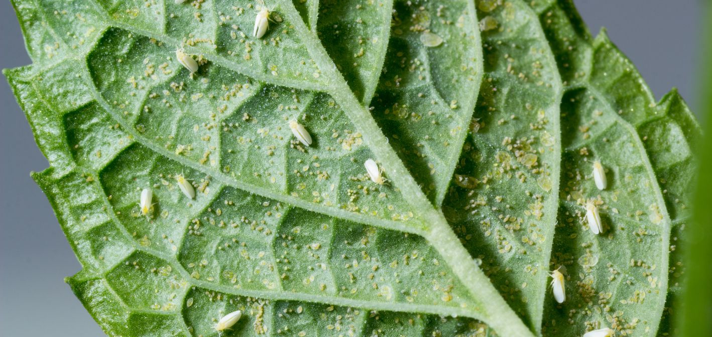 Molice –  biele mušky, ktoré ničia izbové rastliny – ako sa ich zbaviť