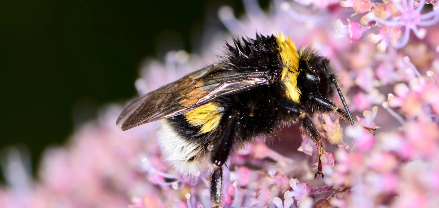 🐝 Prečo opeľovať čmeliakmi? Najúčinnejší spôsob, ako zvýšiť úrodu moderným a prirodzeným spôsobom