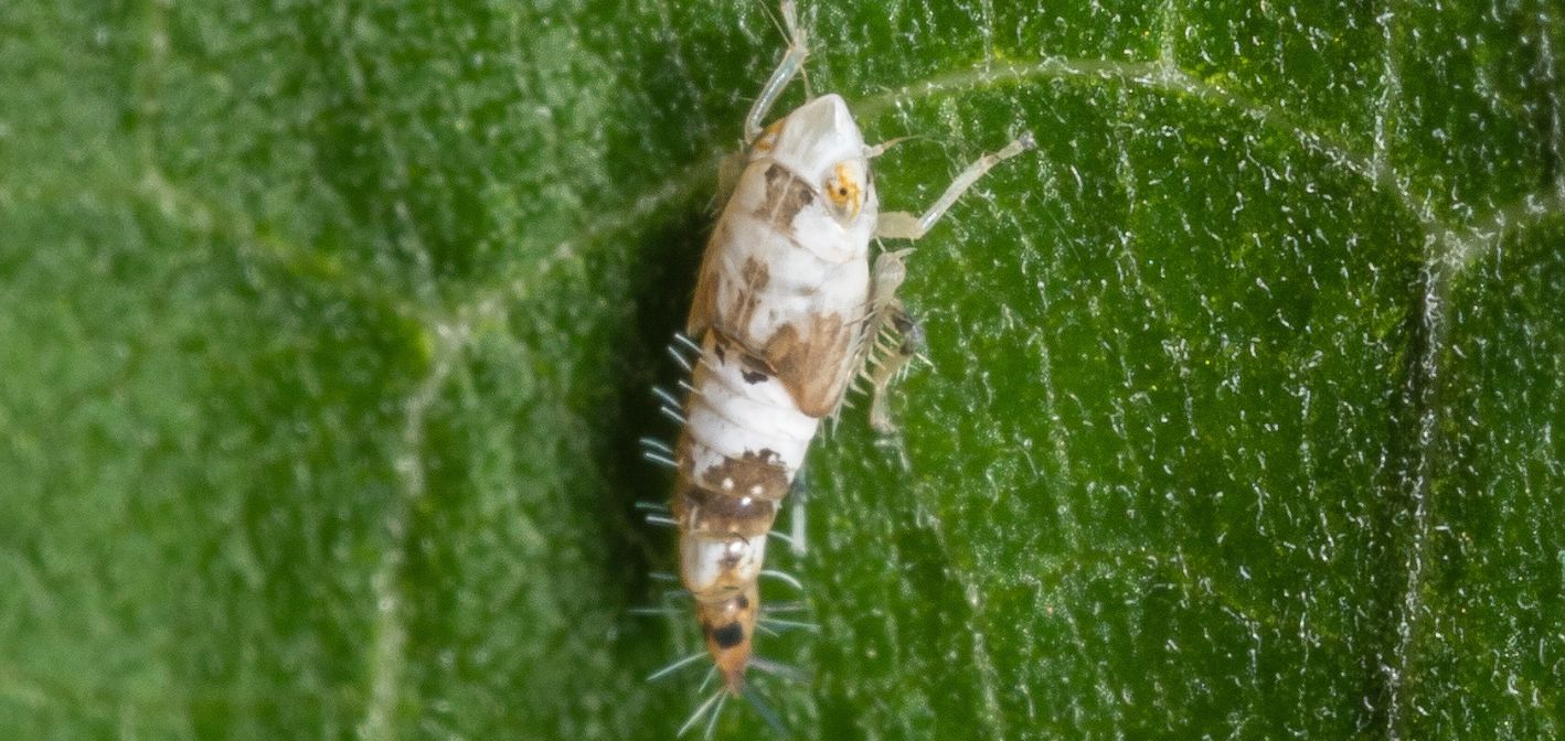 Biológia prenášača a mechanizmus šírenia choroby Flavescence dorée