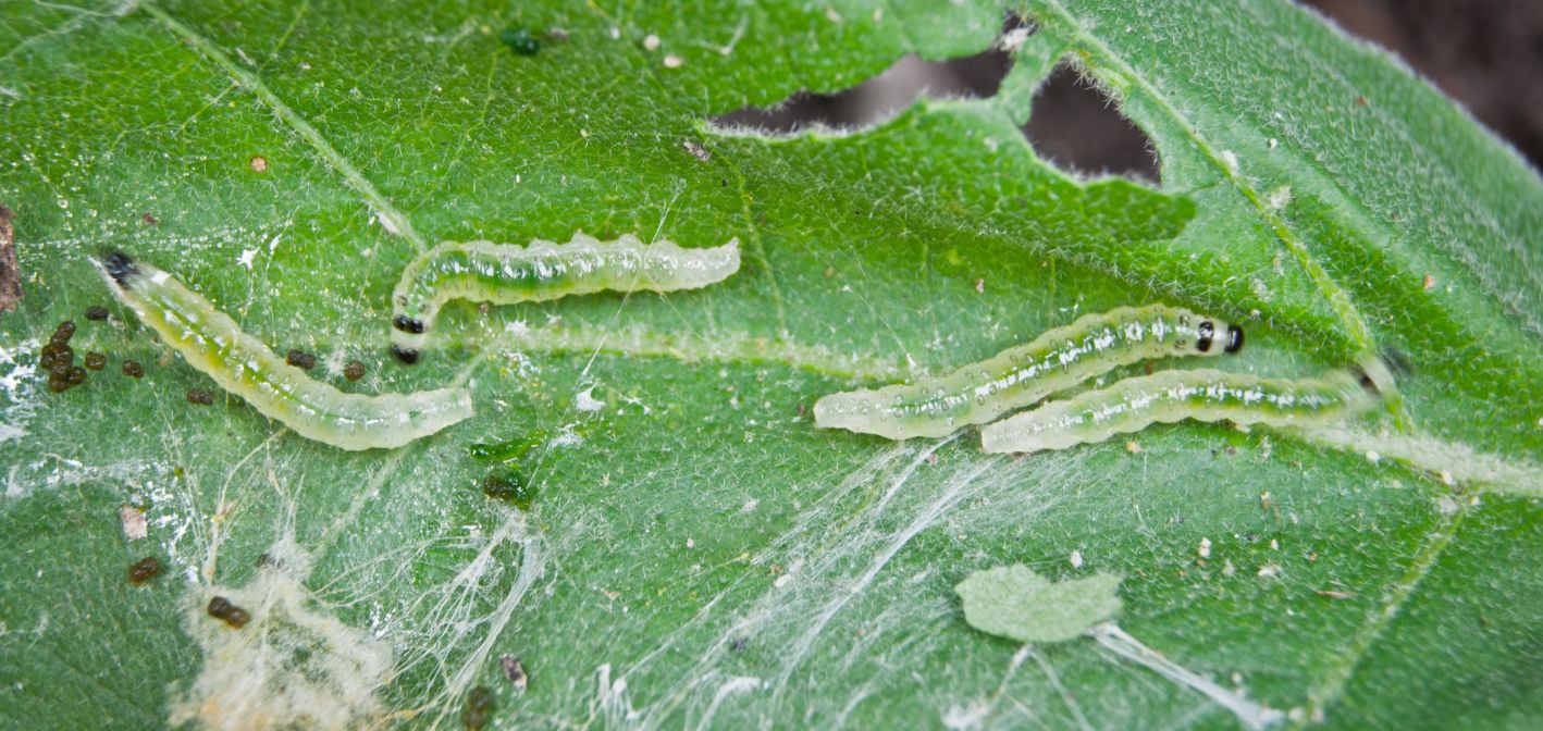 Húsenice na izbových rastlinách – ako ich rozpoznať a odstrániť