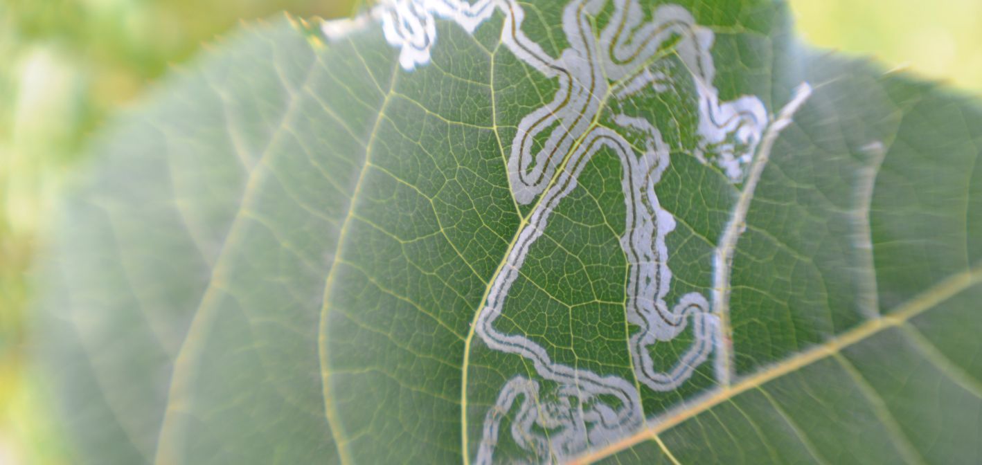 Ako sa zbaviť míneriek – larvy, ktoré ničia listy zvnútra