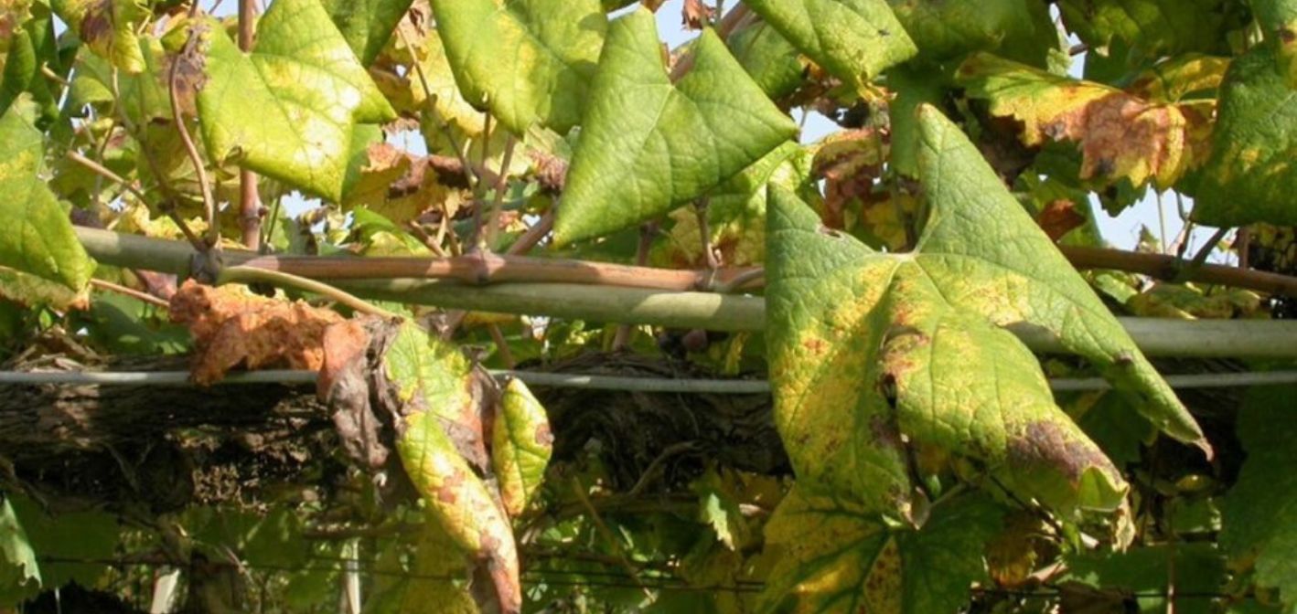 Zabráňme šíreniu FYTOPLAZMY zlatého žltnutia viniča (Grapevine flavescence dorée)