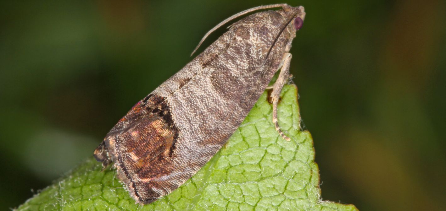 Obaľovač jablčný – tichý nepriateľ v ovocných sadoch