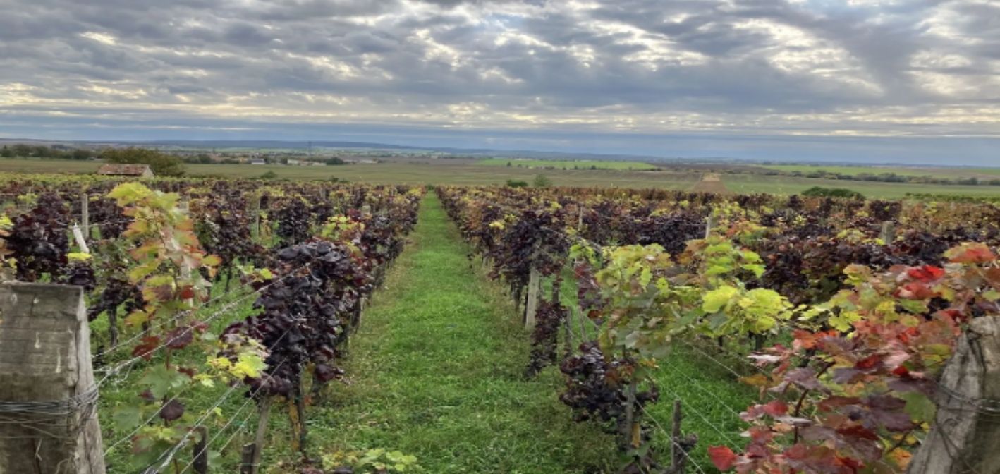 Zlaté žltnutie viniča – príznaky, opatrenia a ochrana vinohradov