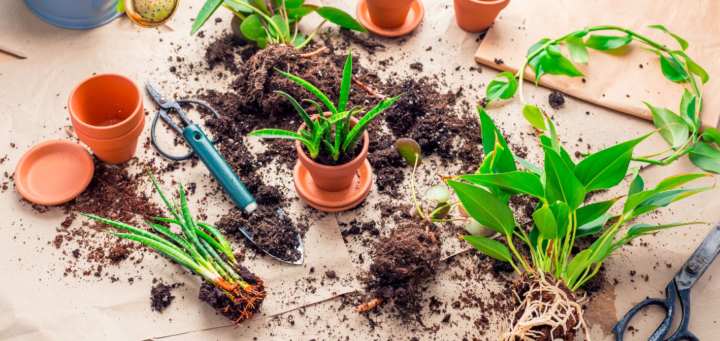 Rozmnožovanie rastlín z odrezkov