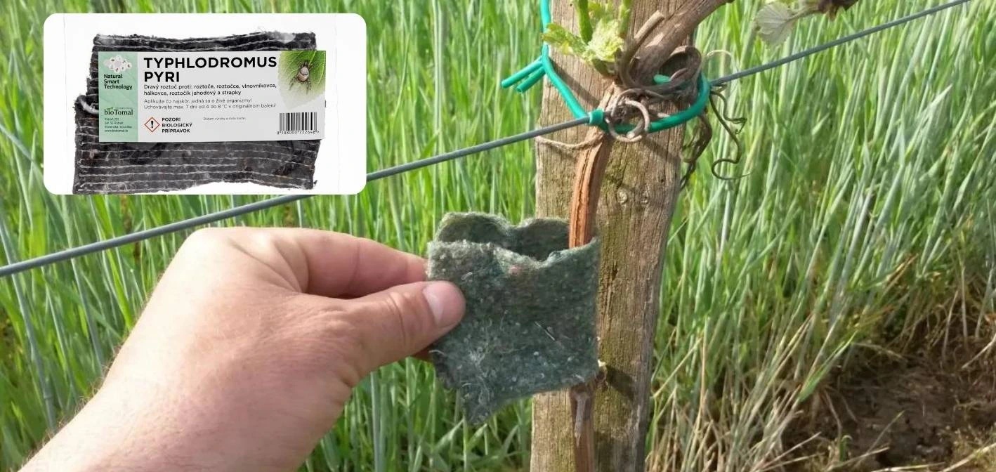 Typhlodromus pyri – najvyšší čas objednať a aplikovať