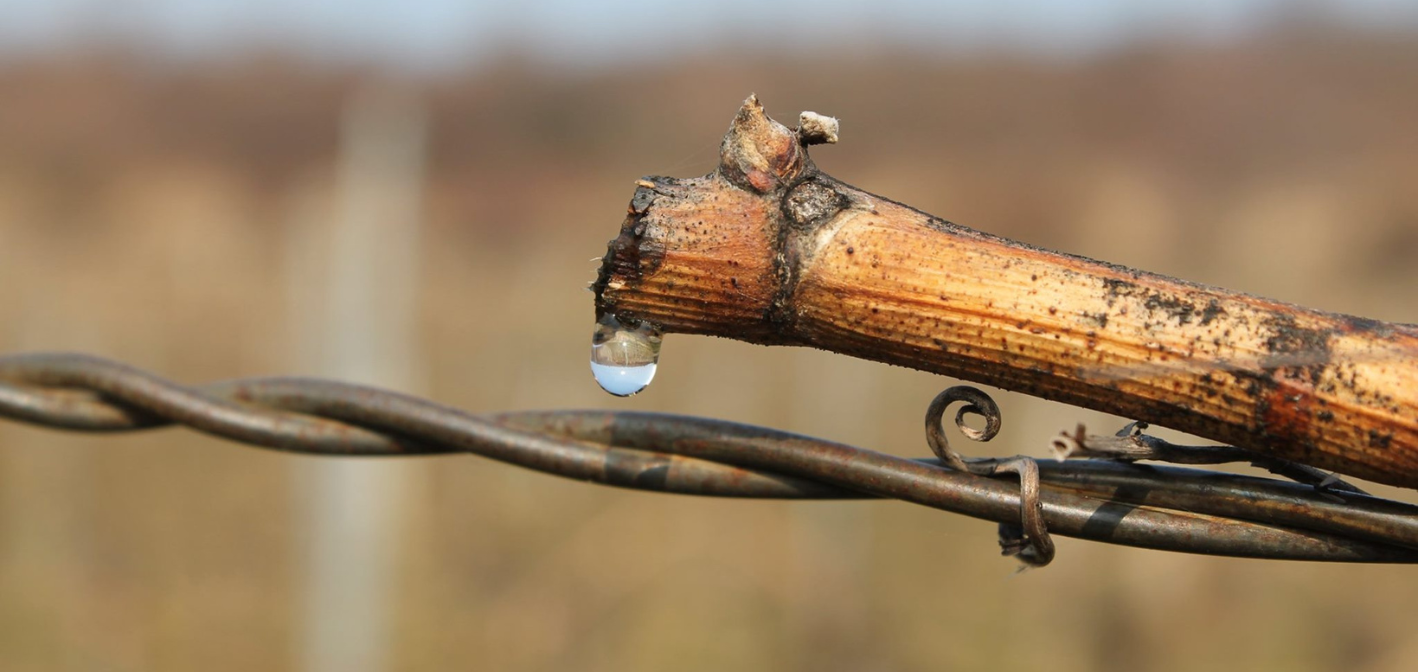 Signalizácia – vinič: 16. týždeň