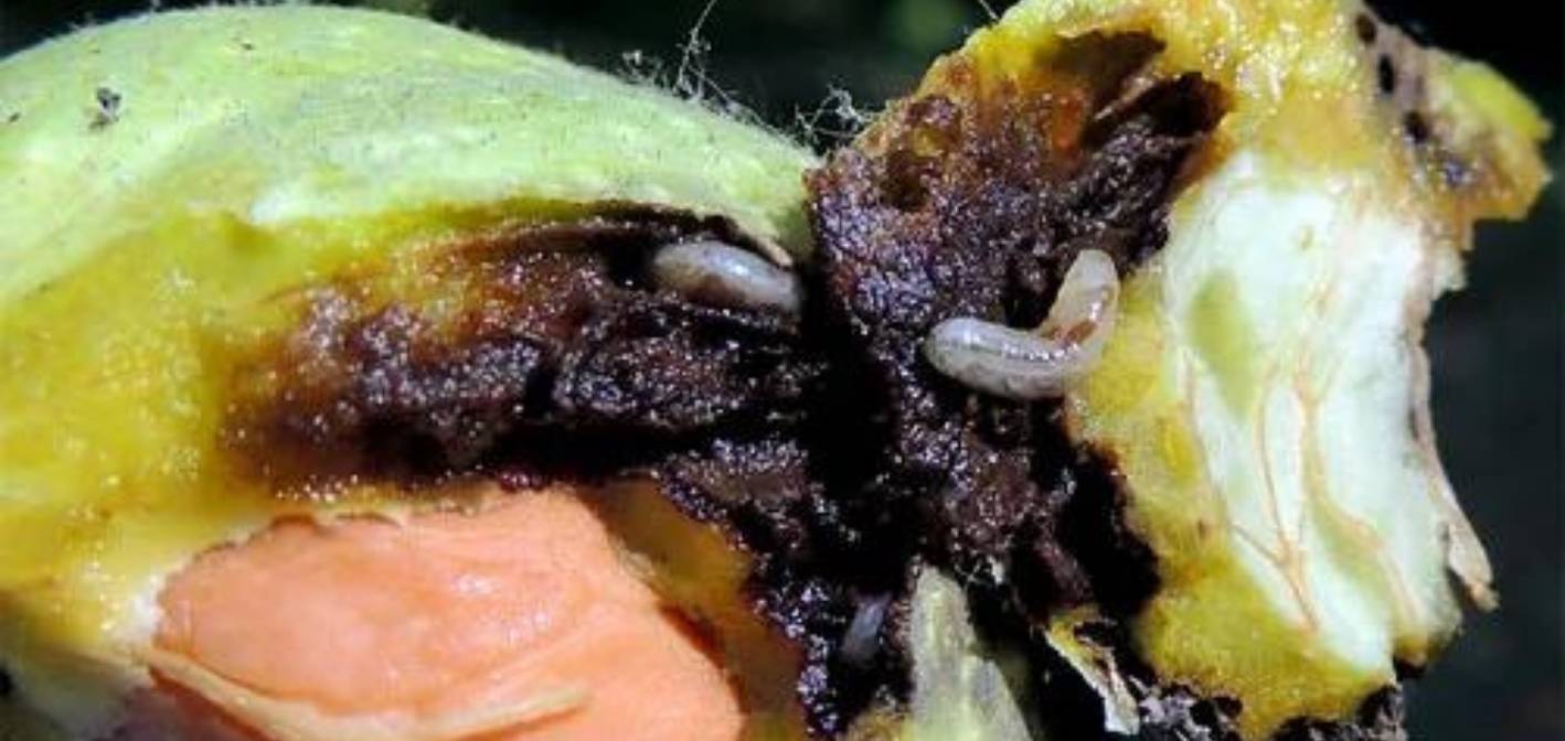 Júl- Čas zasiahnuť proti Vrtivke orechovej!