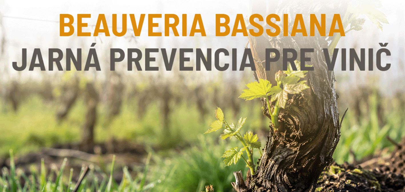 Biologická ochrana viniča proti Scaphoideus titanus na jar