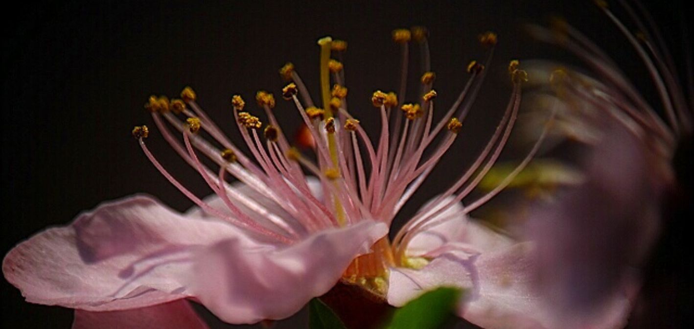 Signalizácia - ovocie: 16. týždeň